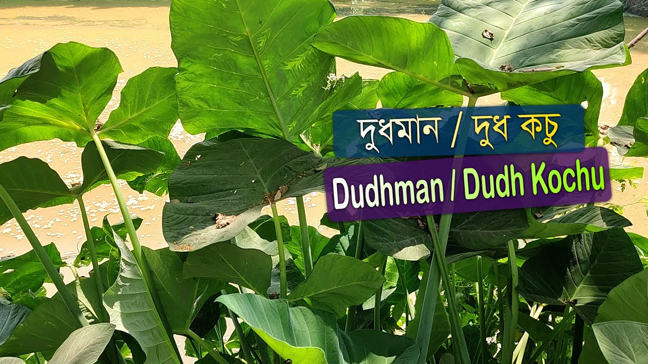 চমৎকার স্বাধ ও গুণে সমৃদ্ধ দুধমান / দুধ কচু | All about Dudh Kochu | PPC Finding Studio