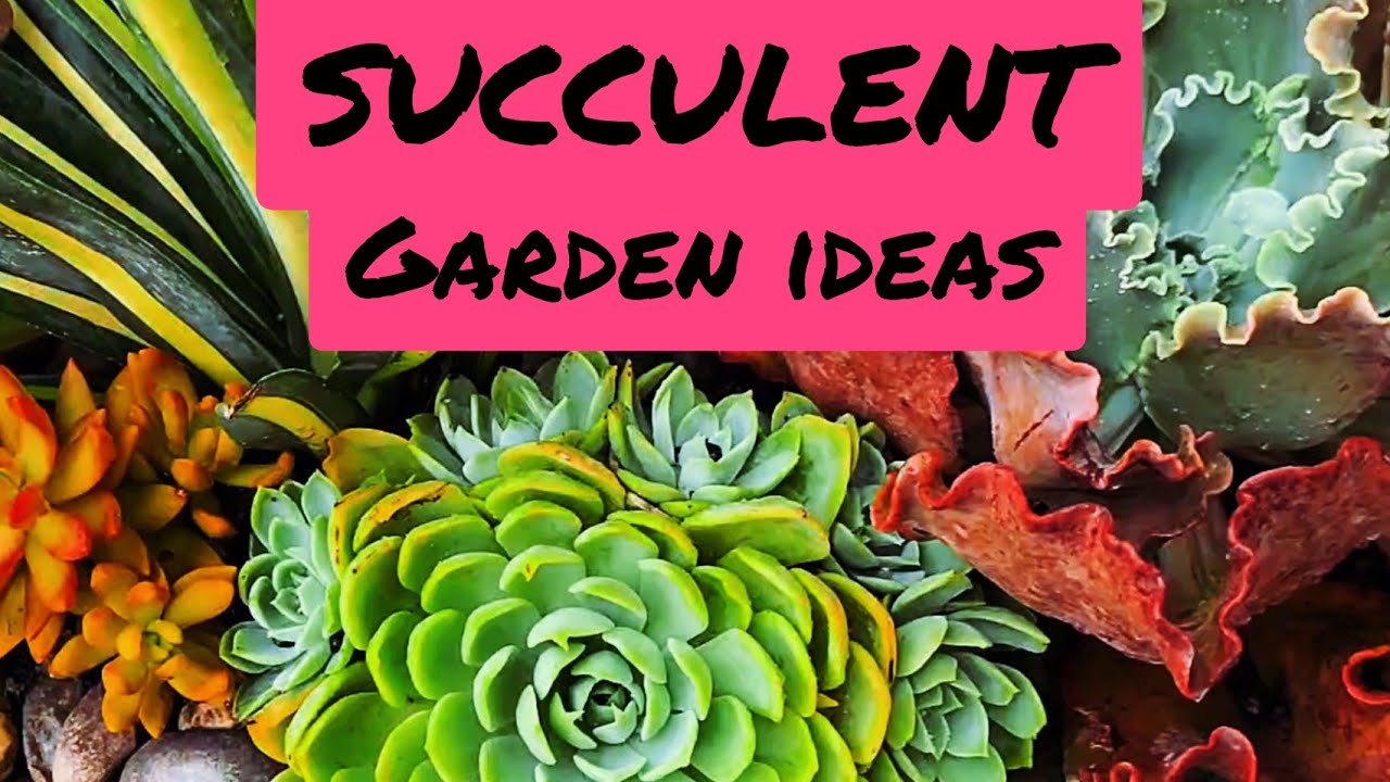 SUCCULENT GARDEN IDEAS
