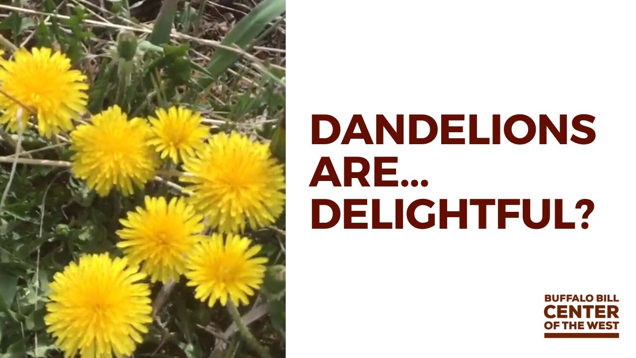 Backyard Briefings  |  Dandelion Delights