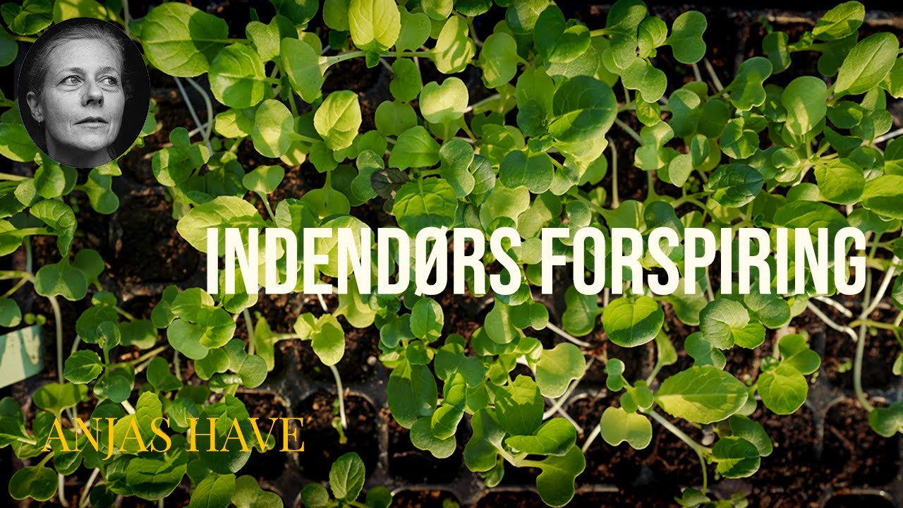 Indend&oslash;rs forspiring