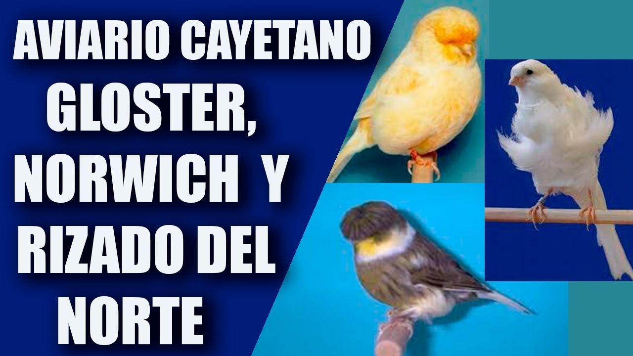 Cría Canarios (Gloster, Norwich y Rizado del Norte) Aviario de Cayetano