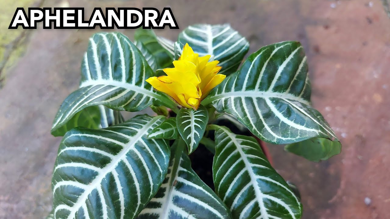 APHELANDRA: cuidados, como fazer mudas e muito mais
