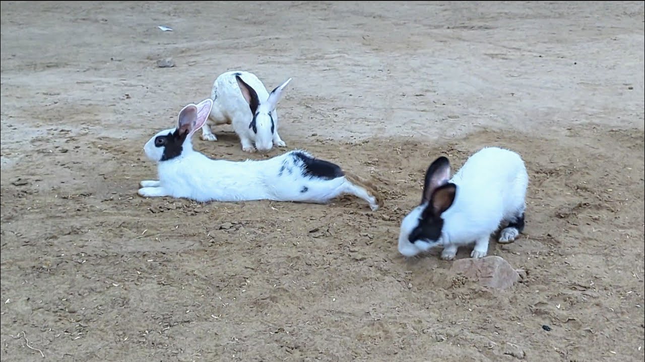 Rabbits Playing | Beautiful Rabbits enjoying | Rabbit lover unit | New Rabbits Video 