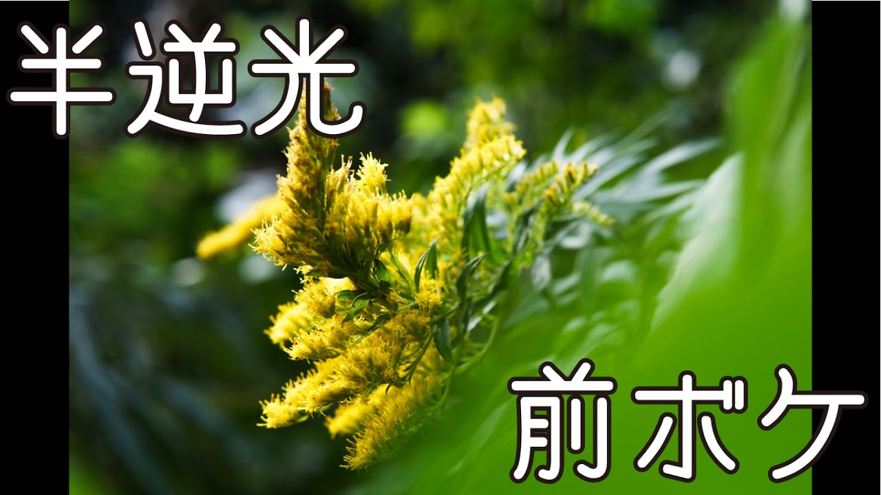 【前ボケ】野花をアーティスティックに撮る【半逆光】横須賀編10編