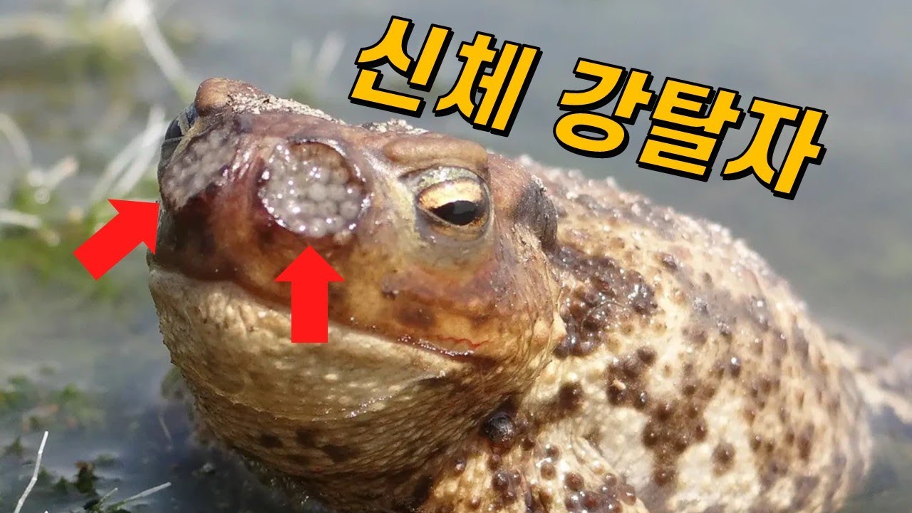 두꺼비 코는 왜 저렇게 됐을까? (ft.기생 특집)
