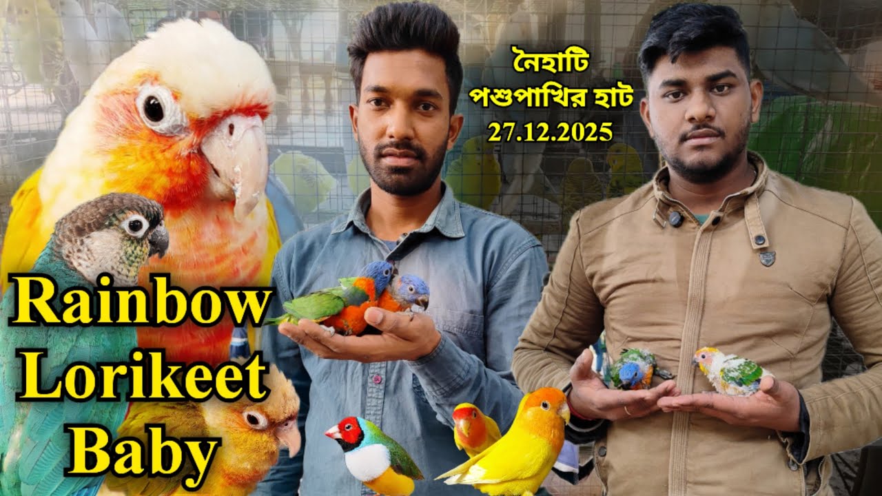 ।।Rainbow Lorikeet Baby।।Part -1।।Naihati Pet Market✨।।Recent Price Update of Exotic Birds।।