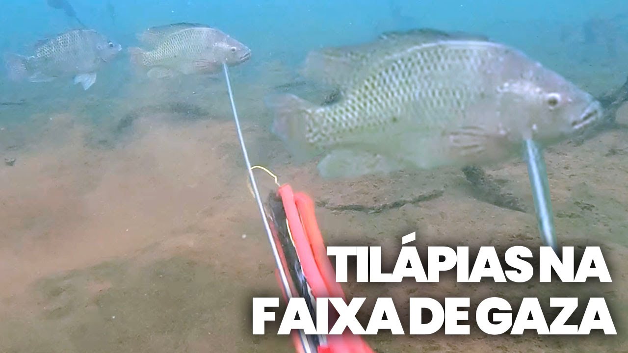 Achei um arpão a 12m de profundidade. Ultima pesca em agua doce 2024