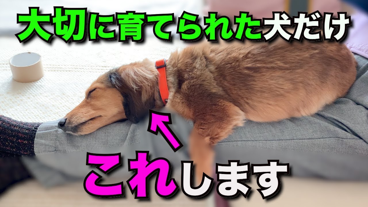 我が子のように育てられた犬だけが見せる仕草【完全版】