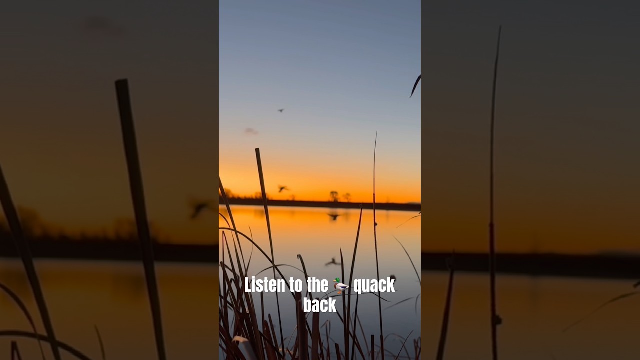 These ducks did everything RIGHT! 