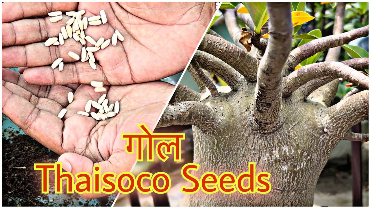 Desert Rose Plant के गोल Seed लगाए / गोल Seeds से Bonsai वाला Adenium Caudex बन पाएगा