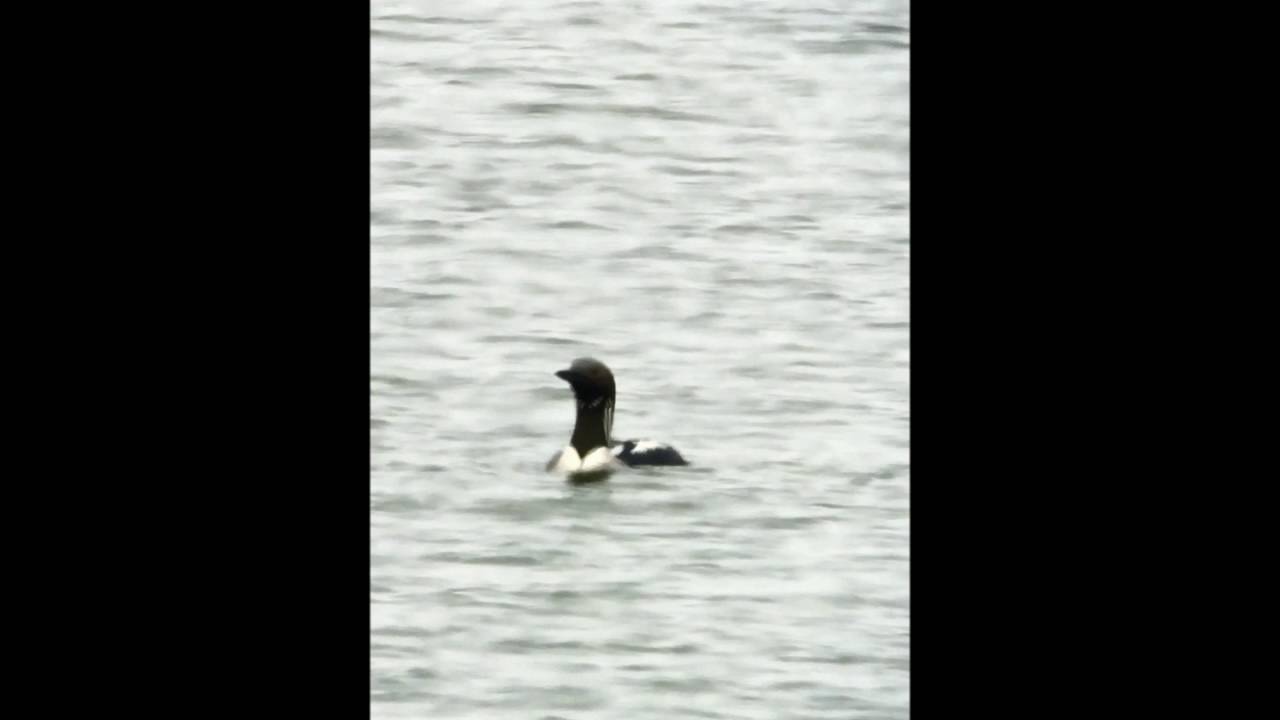 Arctic Loon, Nome, AK