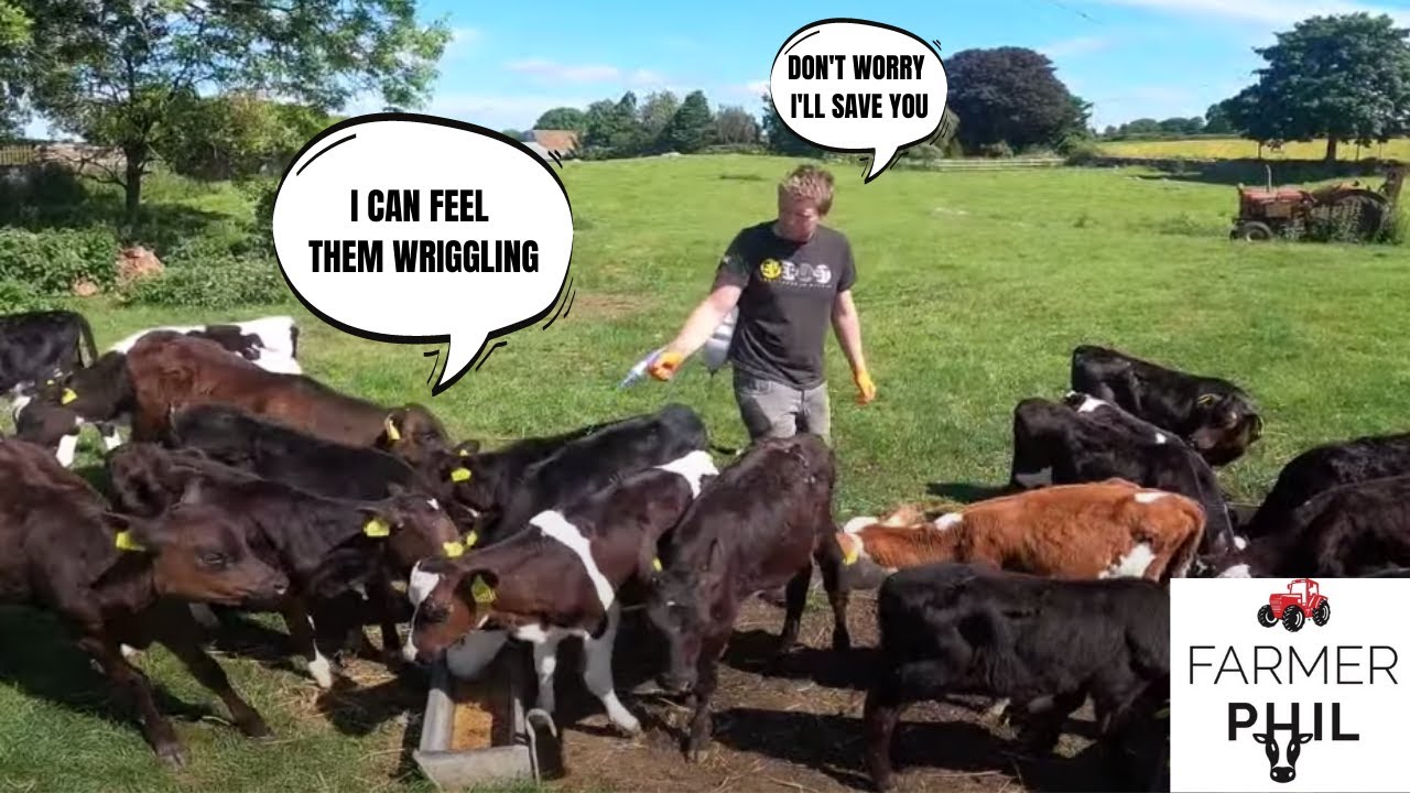 KILLING PARASITES IN THE CALVES — CALF WATCH 2021