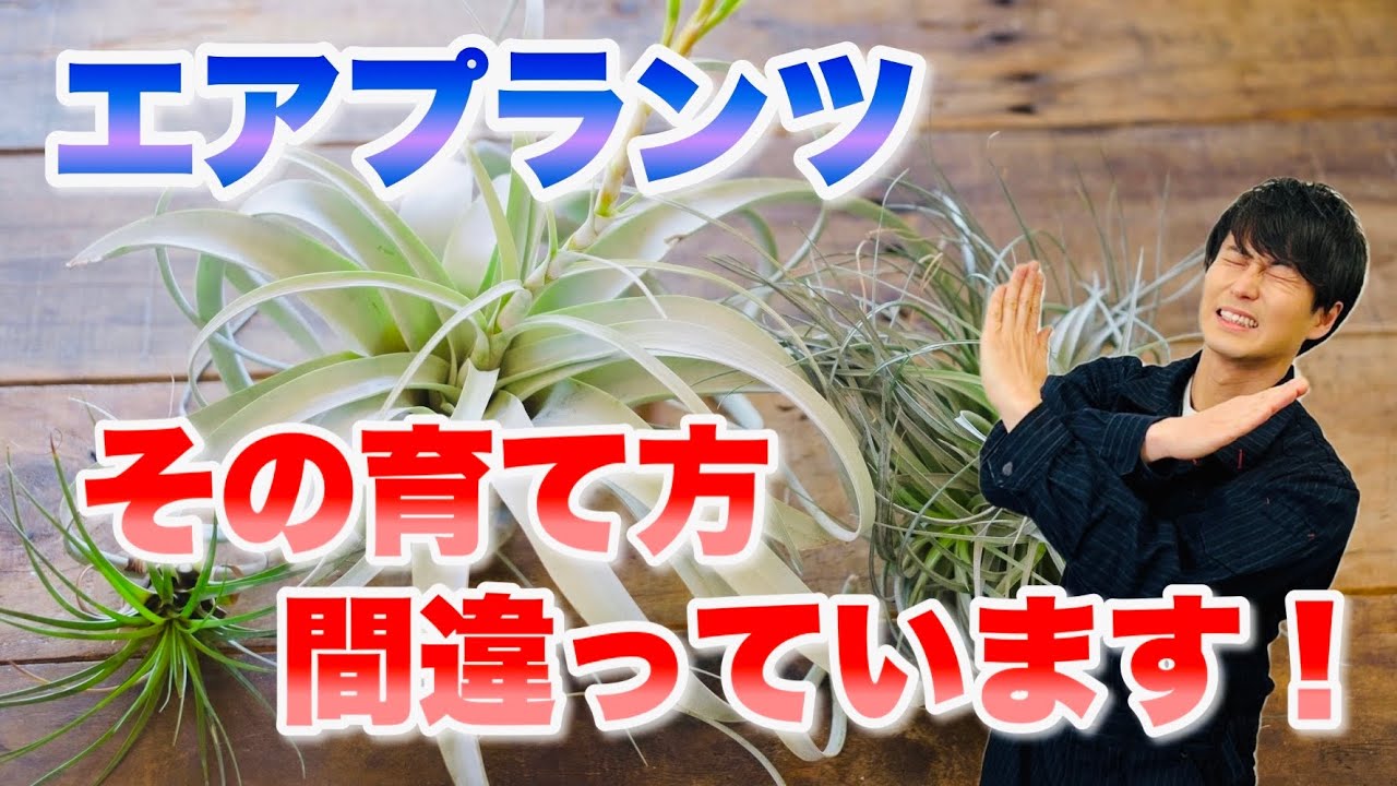 【気をつけて！】エアプランツを枯らしてしまう方は必ずご覧ください【育て方】【園芸】【ガーデニング】