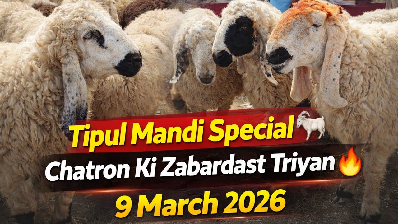 Aj Ki Taza Update Tipul Mandi Se Chatron Ki 🐐 | 9 March 2026 | Vlog 195 |