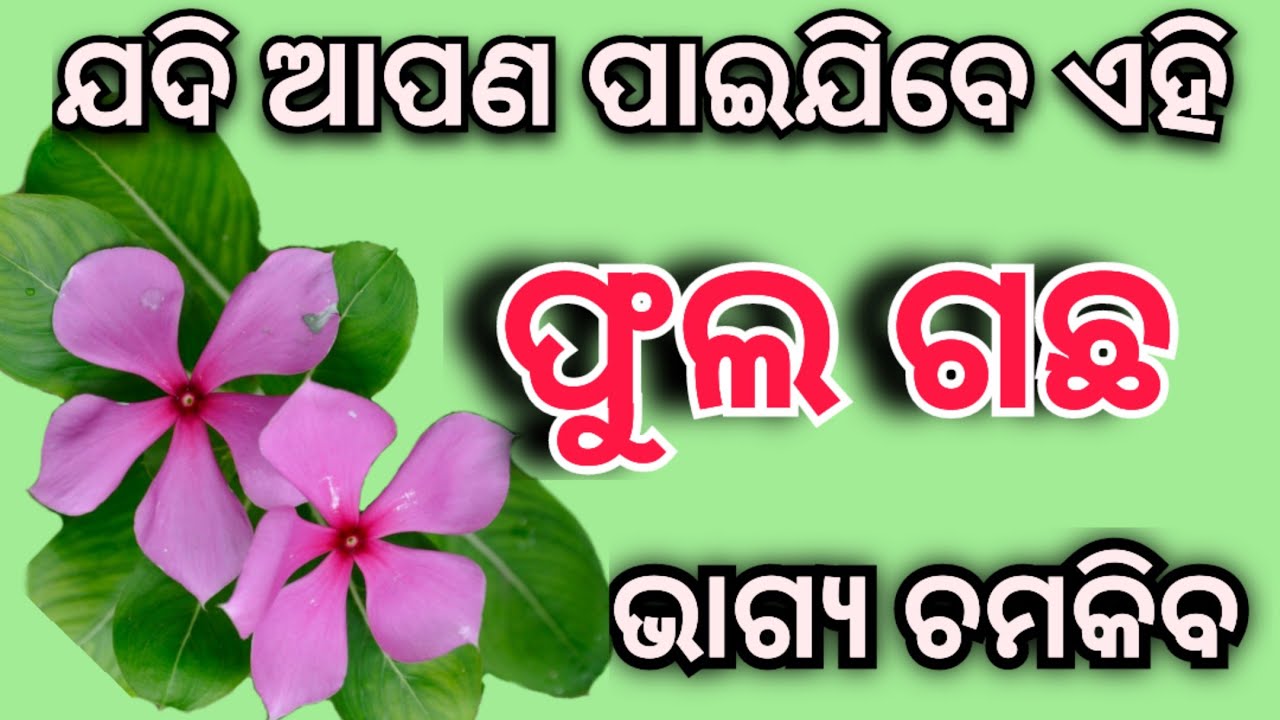 ଏହି ଫୁଲ ଯଦି କେଉଁଠି ପାଆନ୍ତି ଆପଣଙ୍କ ର ଭାଗ୍ୟ ବଦଳି ଯିବ ଜଲ୍ଦୀ ଆଣନ୍ତୁ #vastutips Anuchinta 