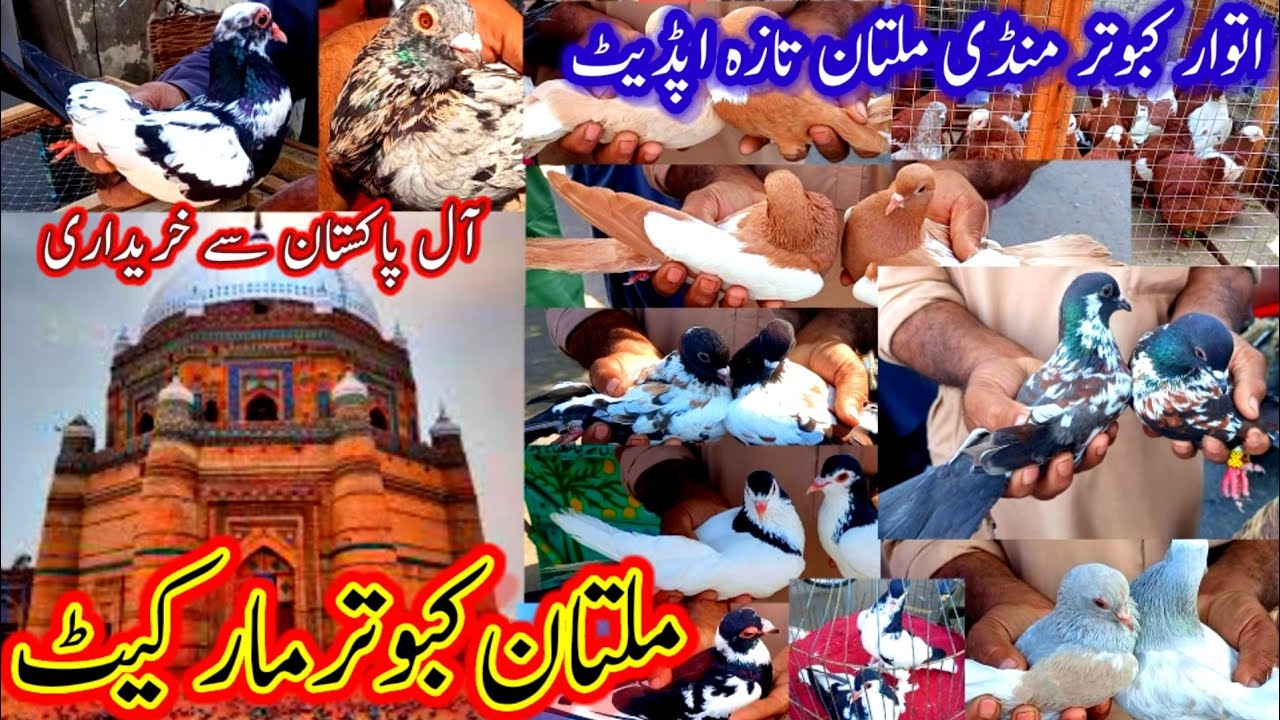 Nayab Tofa Kabootar Multan Mandi Ma Sasta Dam Faroqat|Kharidar zada #pigeonvideo