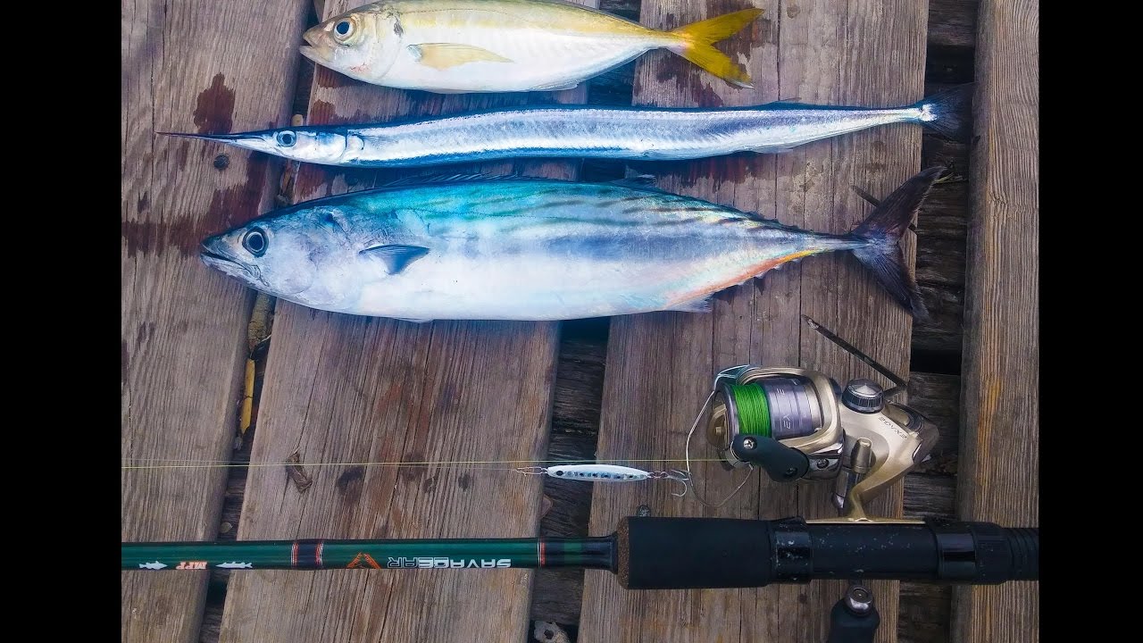 LRF Takım ve micro jig ile Palamut İstavrit ve Zargana Avı!