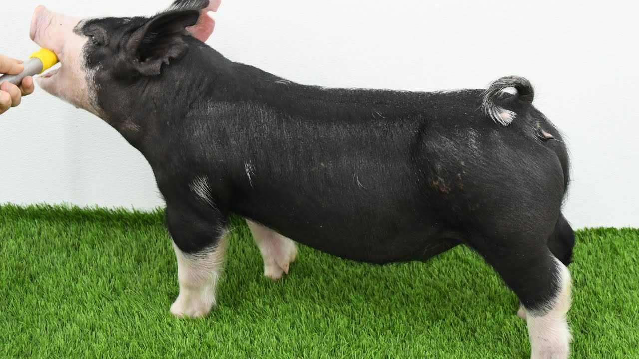 Lane Spring 2026: 3-8 Berkshire Gilt