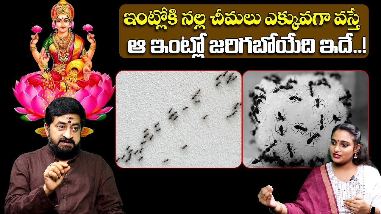ఇంట్లోకి నల్ల చీమలు ఎక్కువగా వస్తే ఆ ఇంట్లో జరిగబోయేది ఇదే..! Ants ASTROLOGY telugu | Nalla Cheemalu
