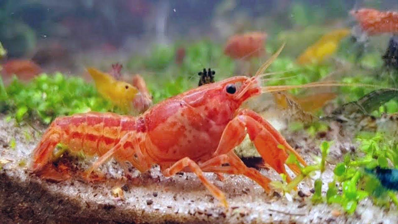 Mexican Dwarf Crayfish Eating with Neocaridina Shrimp | Community Aquarium