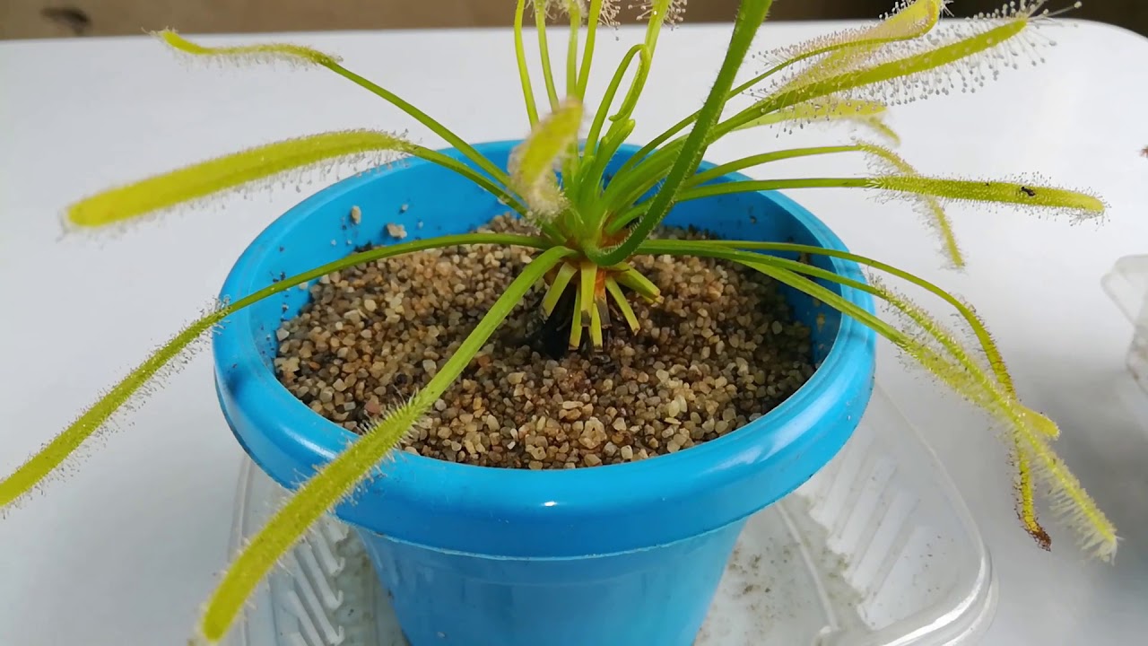 Cómo cuidar, recolectar y almacenar semillas de drosera capensis