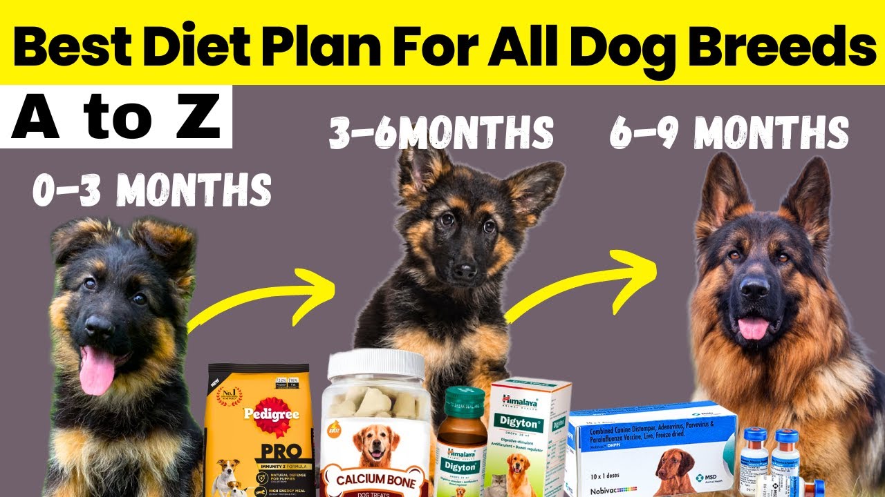 Best Diet Plan For All Dog Breeds | Dog Diet Plan in hindi | Puppy To Adult