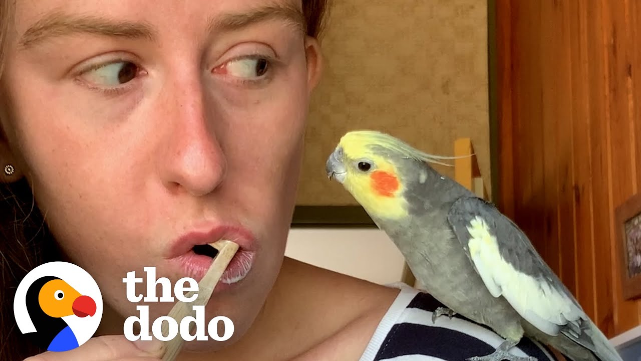 16-Year-Old Cockatiel Needs Emotional Support Mug | The Dodo