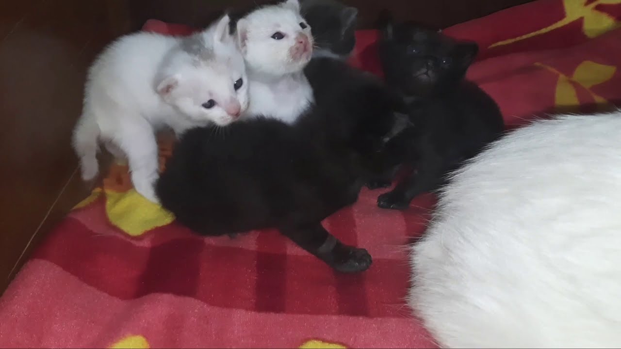 مراحل نمو القطط من عمر يوم لأسبوعين 😸😸