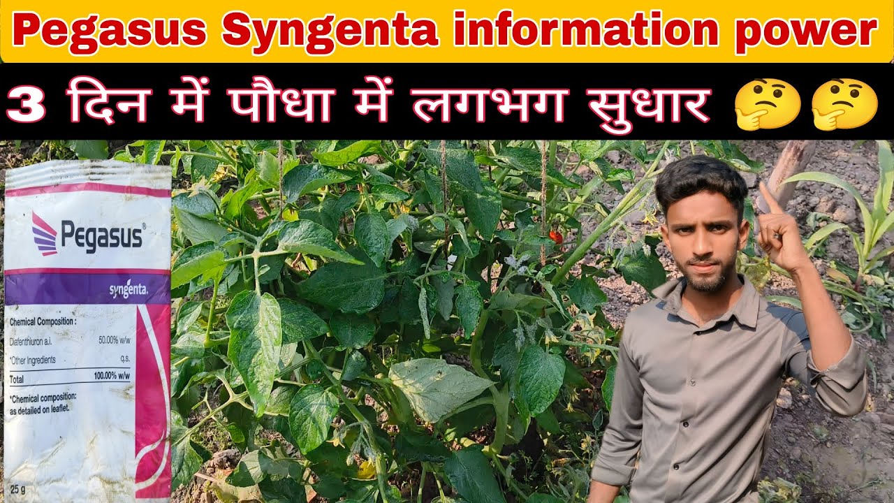 Pegasus Syngenta 3 दिन में पौधा में लगभग सुधार l videofeed l videopost l kishan l #video...