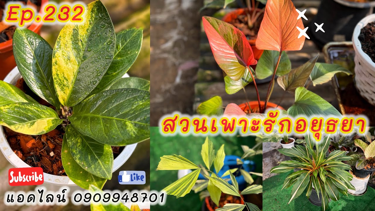 ไม้สวยเข้าใหม่ สวนเพาะรักอยุธยา ep.232 โทร แอดไลน์ 0909948701 #plants #ไม้ด่าง #garden #monstera 