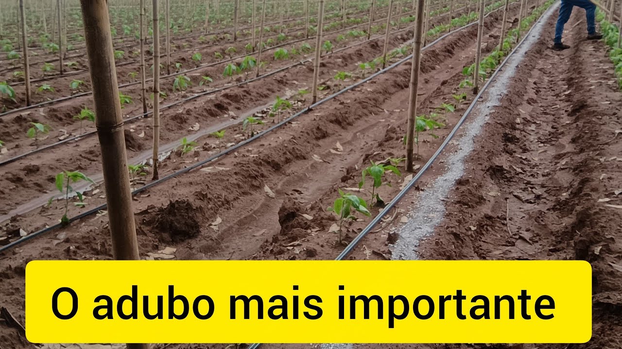 Pimentão dhara!! Esse adubo vai garantir uma forte produção.