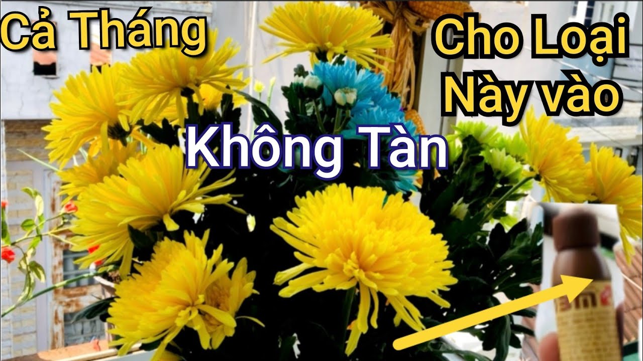 Chỉ Cần 2 Bí Quyết Này Giúp Hoa Tươi Cực Lâu & Nước Không Bị Hôi Thối