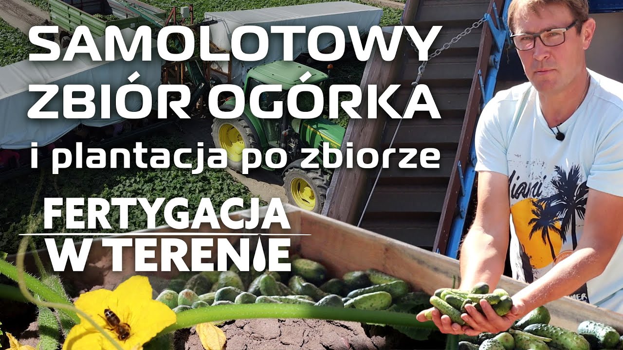 Samolotowy zbiór ogórka gruntowego i mączniak w okresie zbiorczym