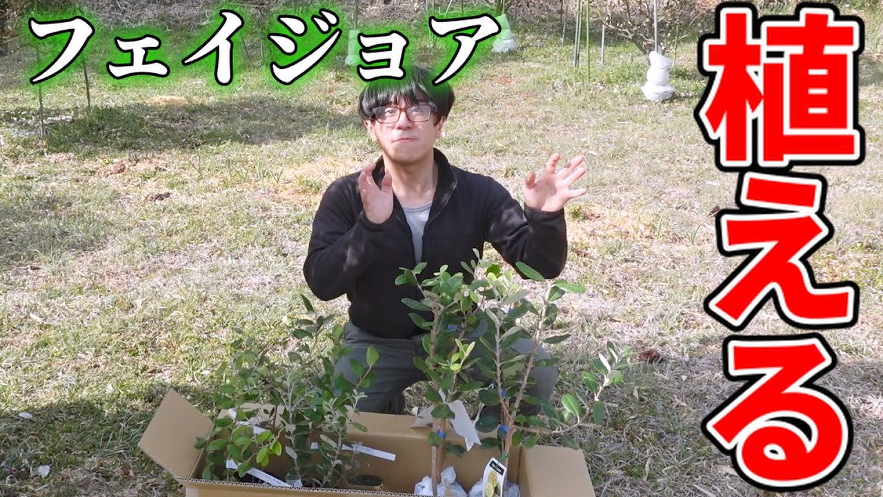 【最高！】新しいフェイジョアの苗を植えます【feijoa】植え方。