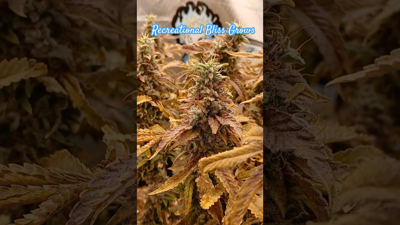 Preharvest view of Gary Payton x Oreoz from #elev8seeds