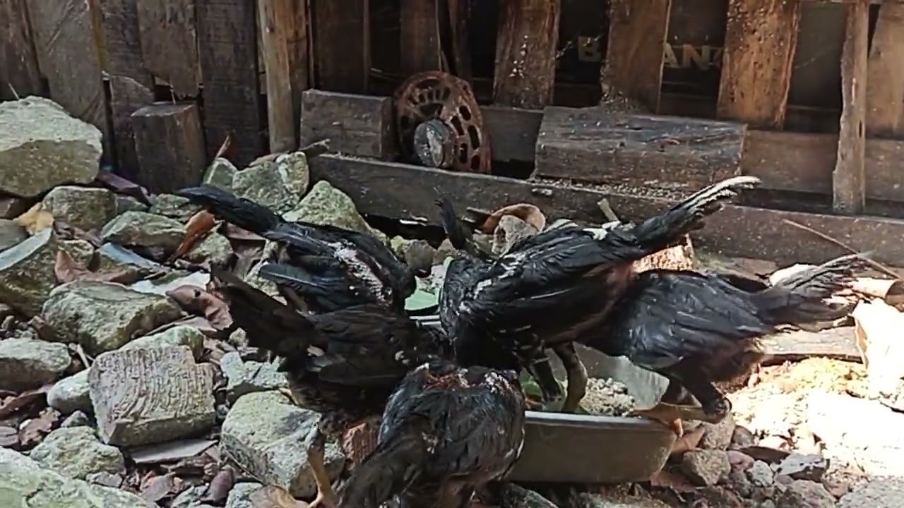 Anak ayam Bangkok turunan keluar kandang 