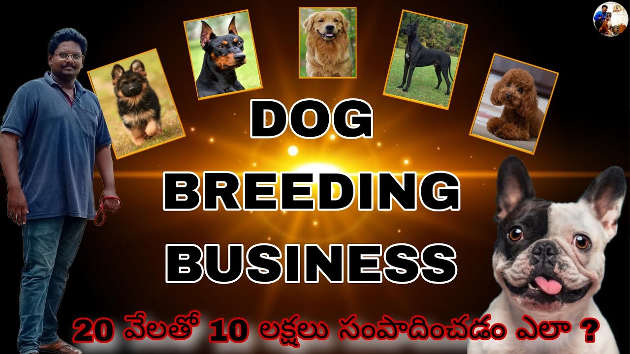 How to Start Dog Breed Business (Full Explanation) Telugu Dog Breeding Business #dog #business