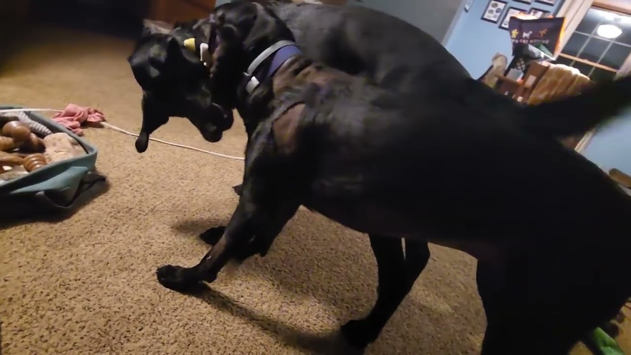 Dog Playtime - Keep away and tug with the labs