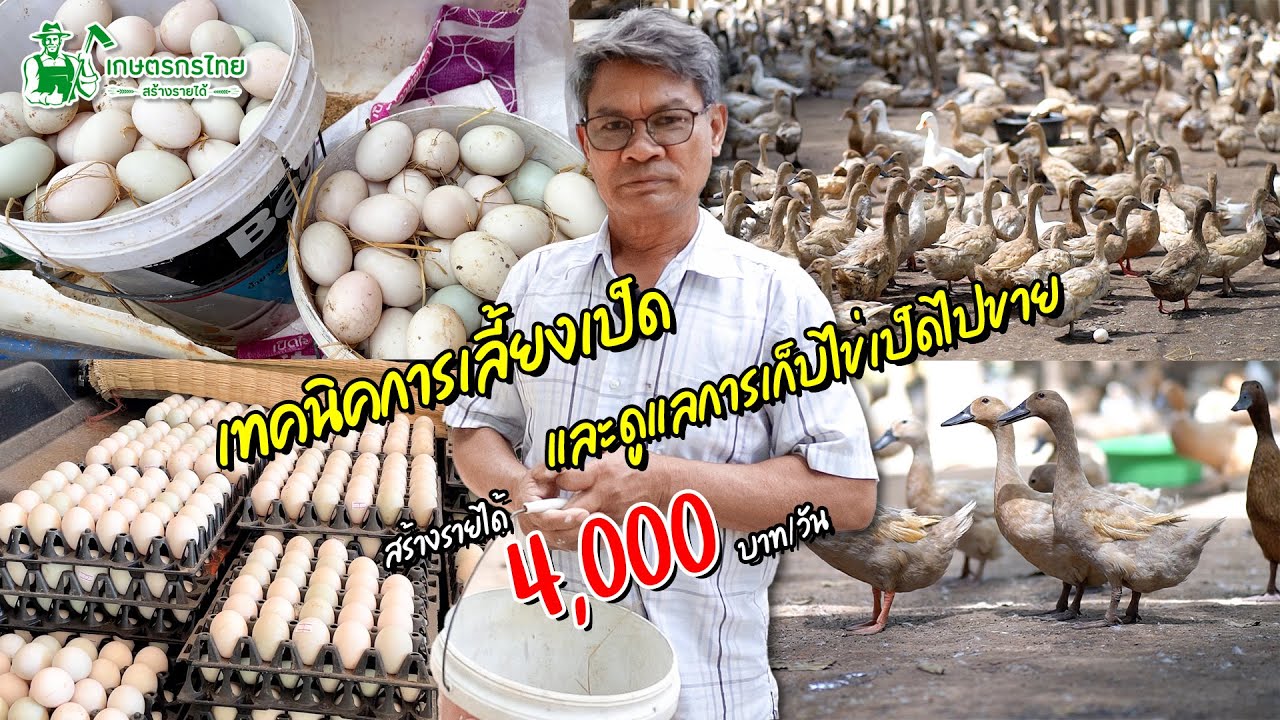 เทคนิคการเลี้ยงเป็ด และการดูแล เก็บไข่ขาย สร้างรายได้ 4000 บาท/วัน
