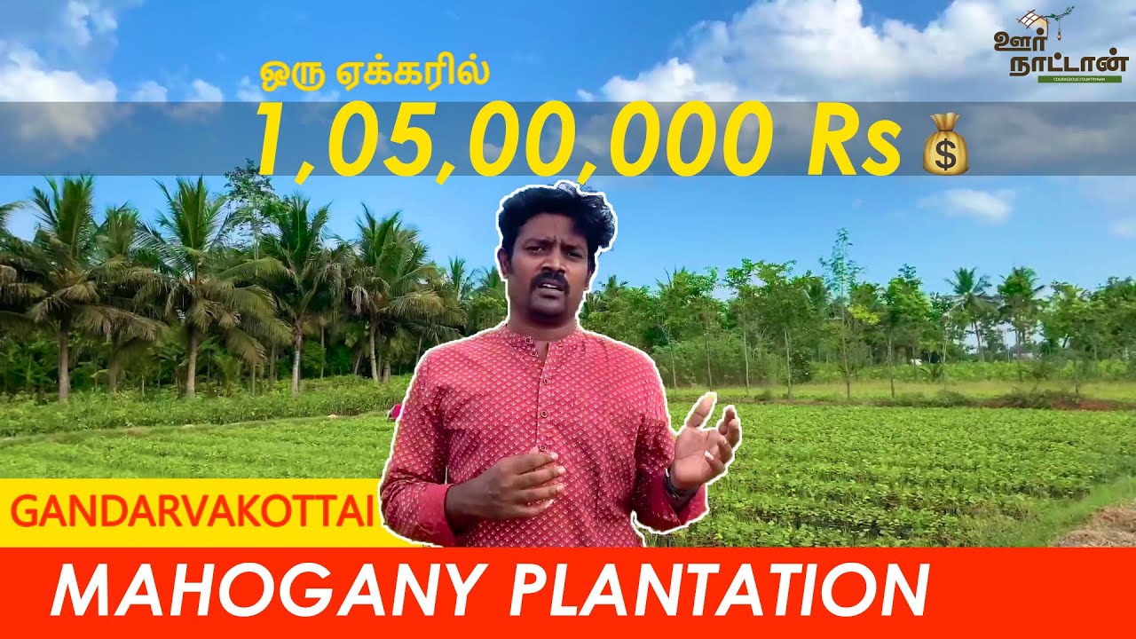 மகத்தான லாபம் தரும் மகோகனி | 1 ஏக்கரில் 1 கோடி வருமானம்  💰💸🤑9943119955 / 9443065802  | Oor Naattan