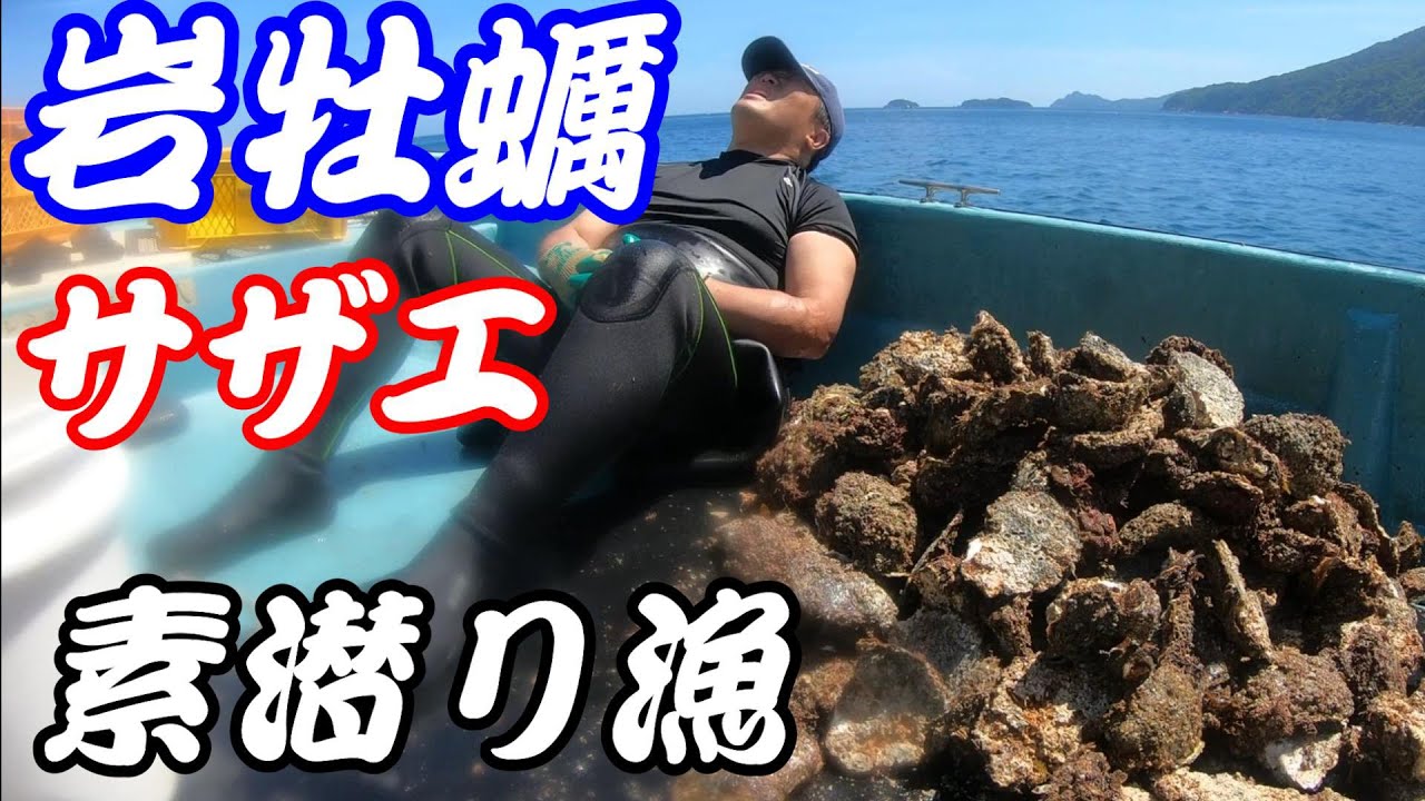 【京都 舞鶴】お盆休み前に岩牡蠣漁頑張ってきました！【素潜り漁】