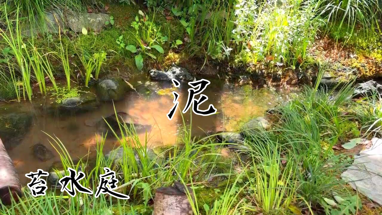 7年目のビオトープ。池の泥底から大量に出てきた絶滅危惧種の生物とは…？