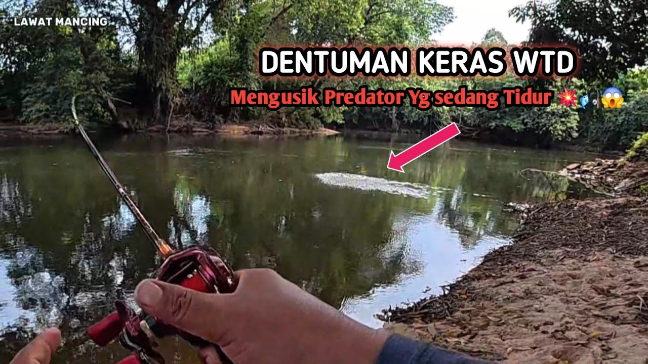 FULL SAMBARAN WTD ‼️ Cara mudah casting hampala di saat air sungai mulai surut.