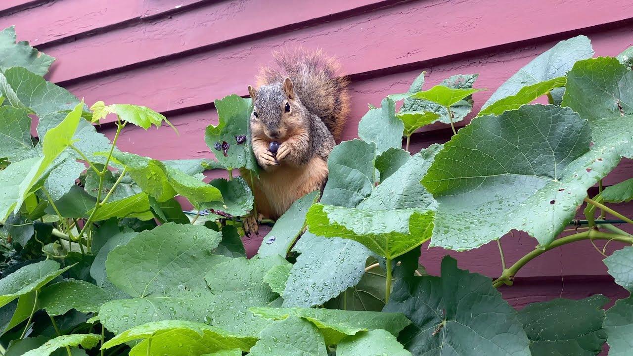Cute Squirrel Eating Grapes 4K - Ryan Gerald Original Chill Music - Ann Arbor Wildlife - TOO CUTE