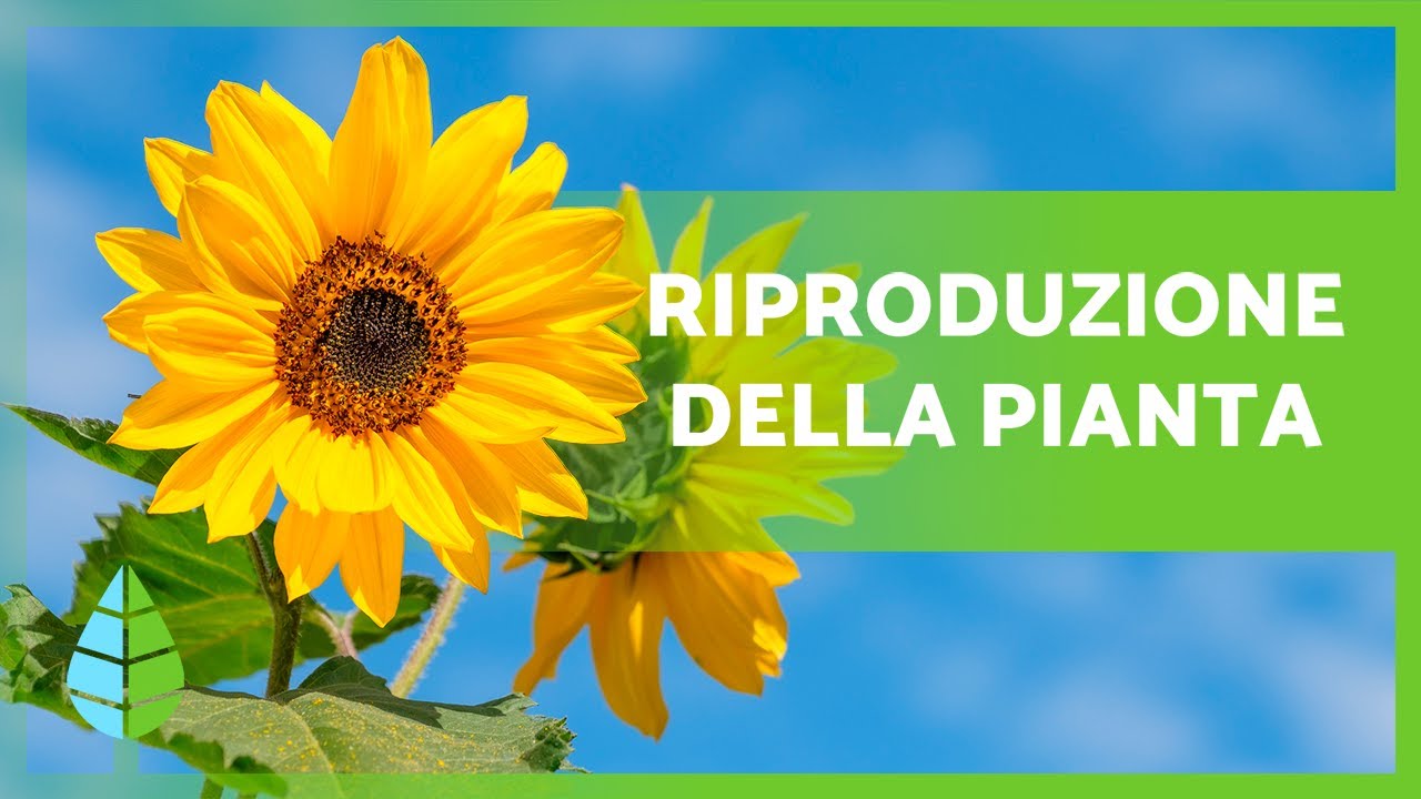 RIPRODUZIONE delle PIANTE🌱 (Sessuale, Asessuale, con e senza fiori)