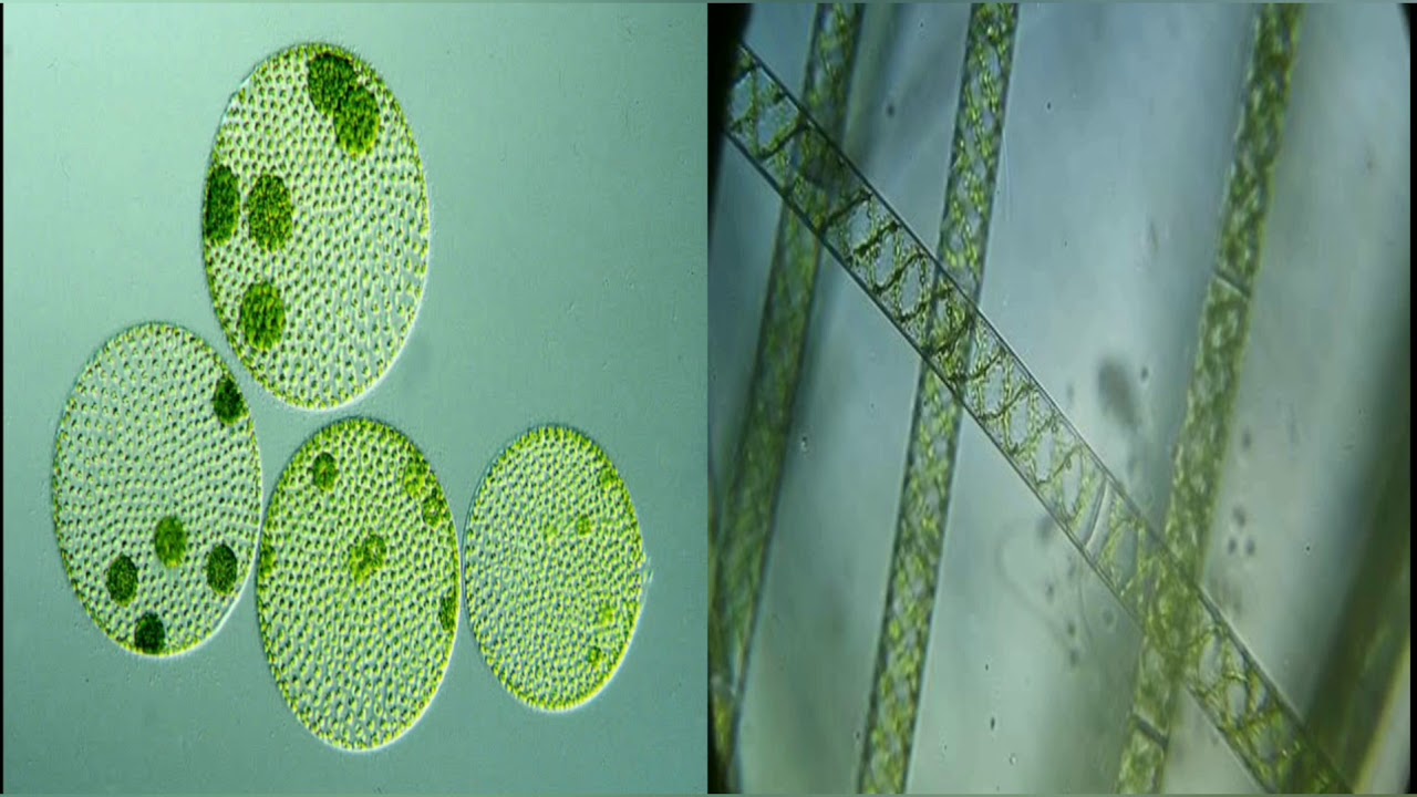 Bridge course botany