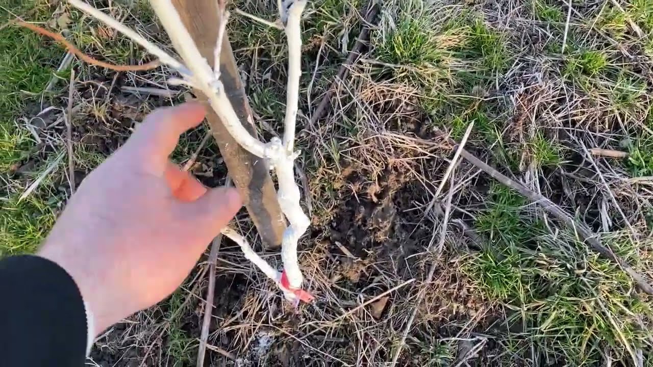 Супер захист фундука від зайця. 