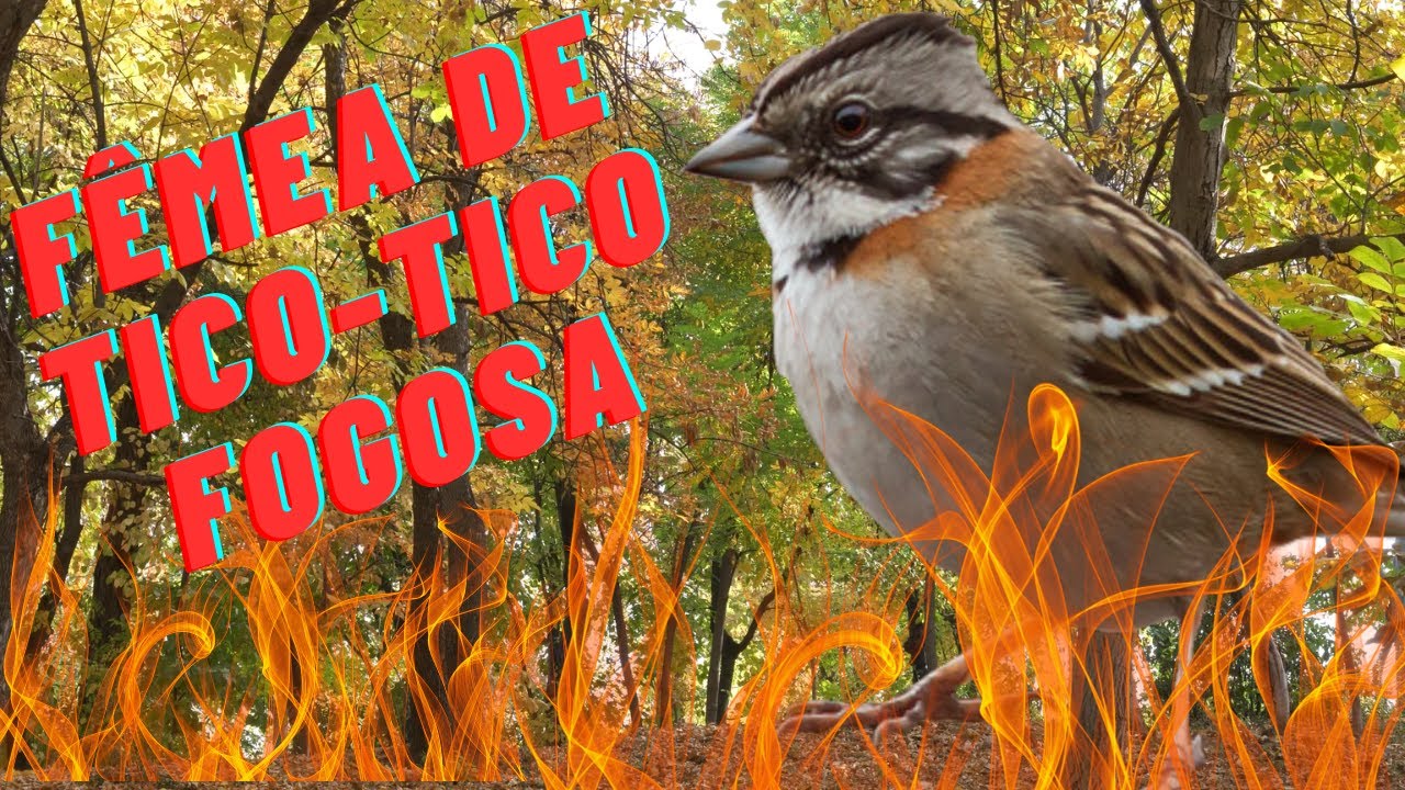 Fêmea  de Tico tico fogosa para esquentar sua ave