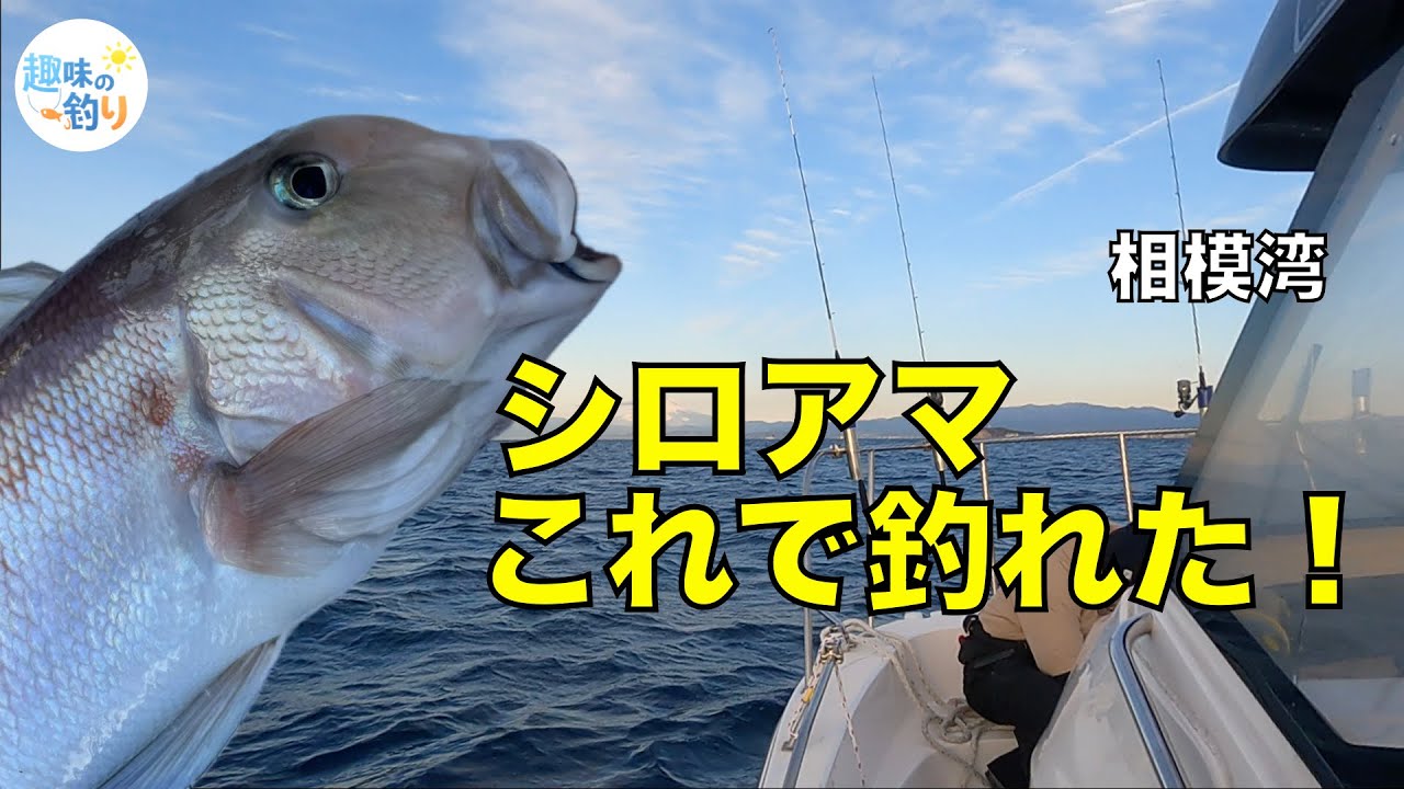 アマダイ釣りダービー参戦、葉山沖でシロアマダイを狙う！(2026.01.31湘南サニーサイドマリーナ)