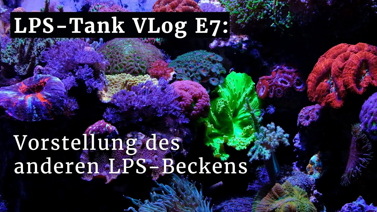 LPS VLOG E7: Vorstellung meines anderen LPS-Beckens